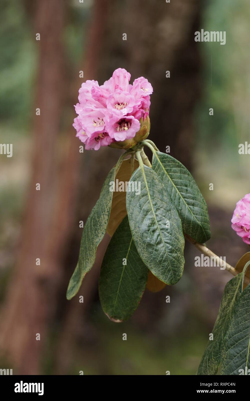Rhododendron hodgsonii at Clyne gardens, Swansea, Wales, UK. Stock Photo