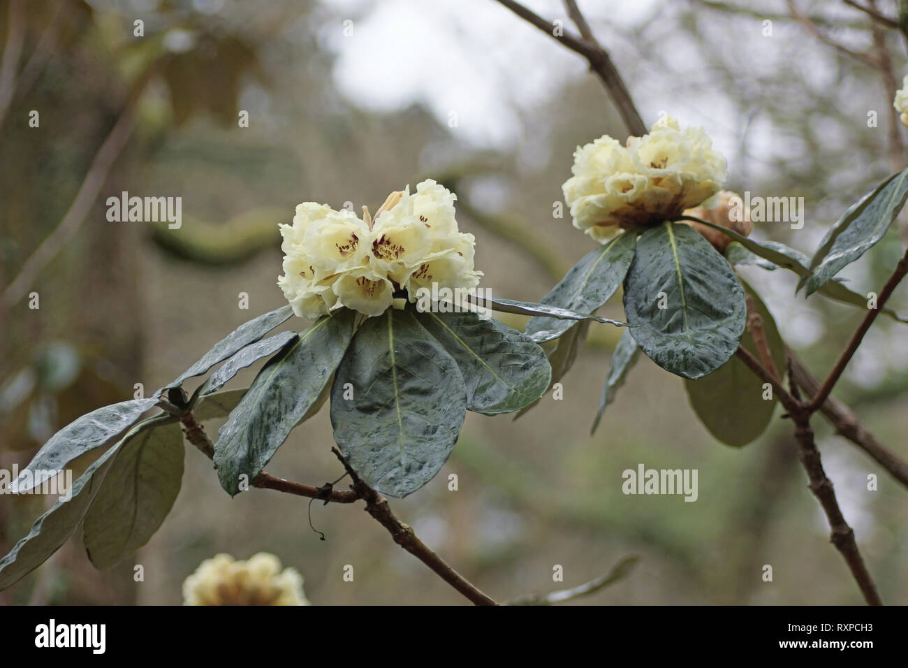 Rhododendron macabeanum at Clyne gardens, Swansea, Wales, UK. Stock Photo