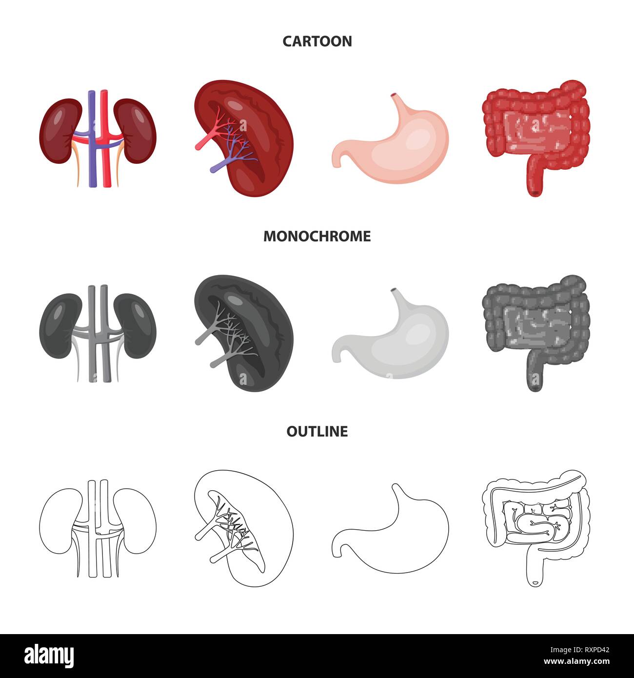 kidney,stomach,urinary,digestive,beans,gastric,intestine,transplant