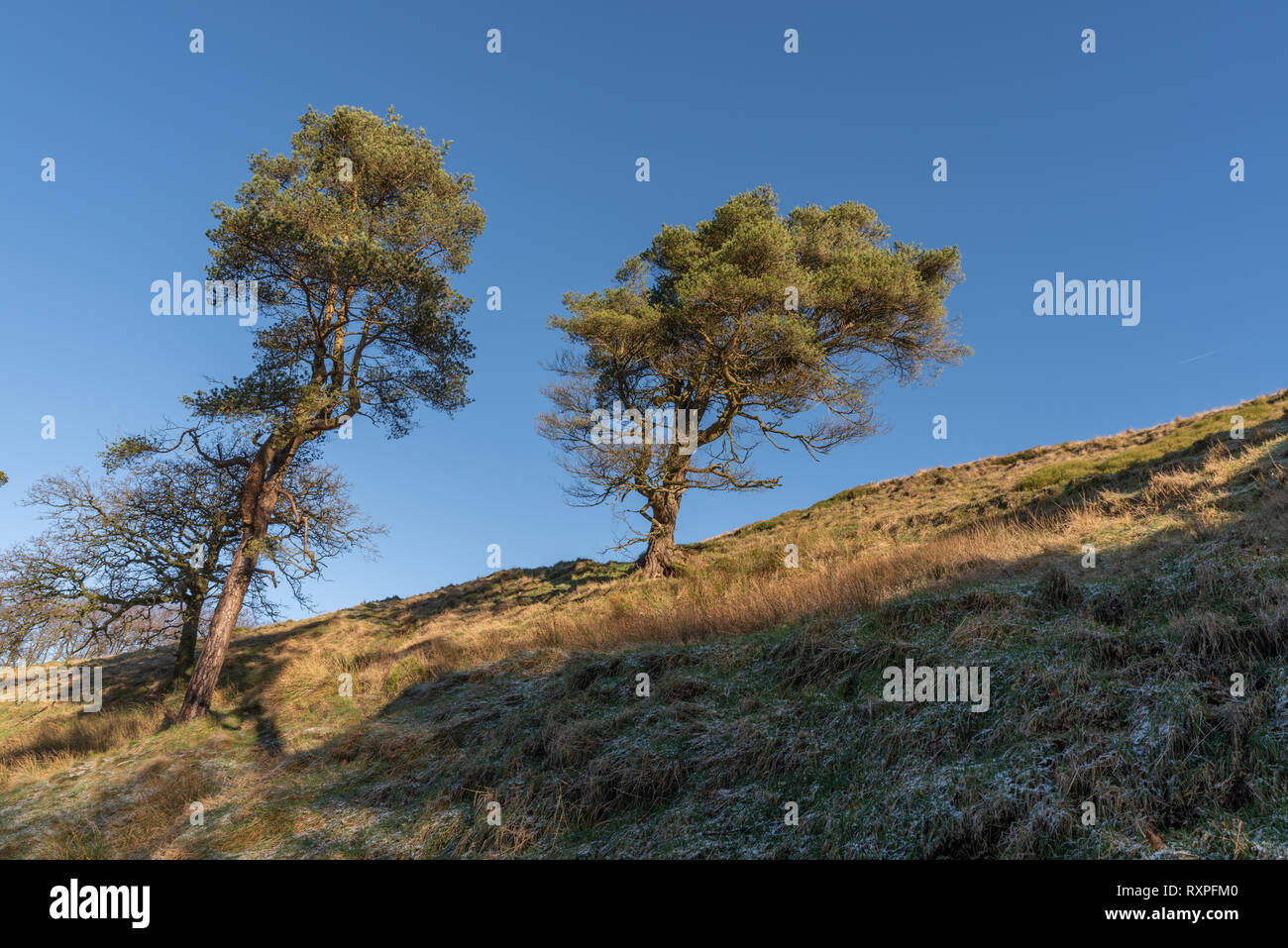 Two trees at Goyt valley within the Peak District National Park. Stock Photo