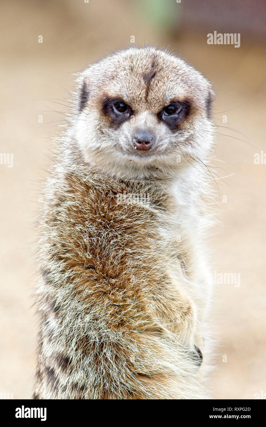 Meerkat or Suricate (Suricata suricatta), captive animal, standing. Stock Photo