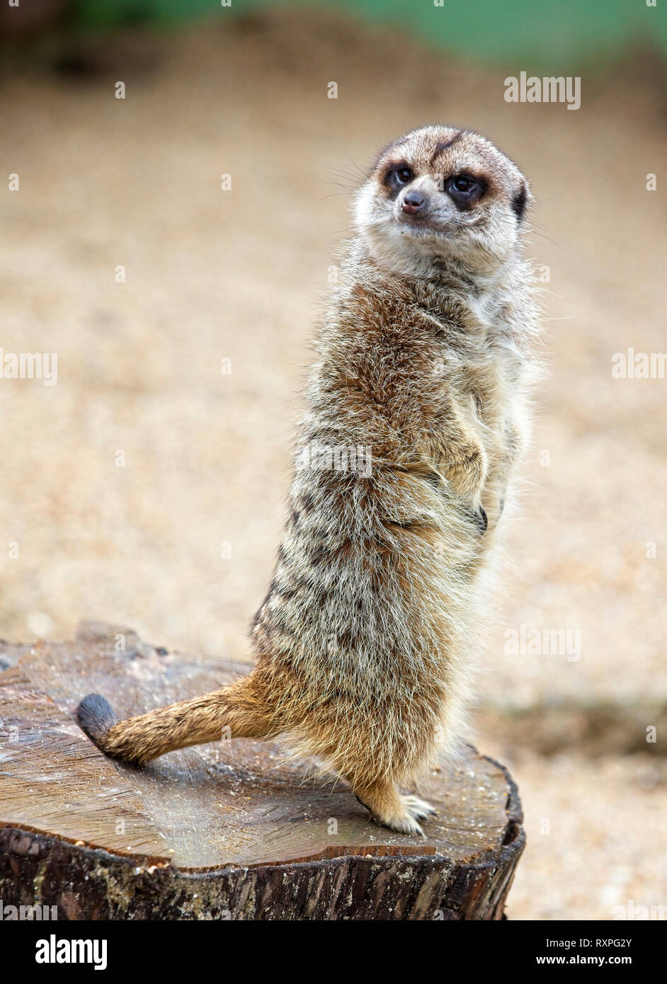 Meerkat or Suricate (Suricata suricatta), captive animal, standing on a tree stump. Stock Photo