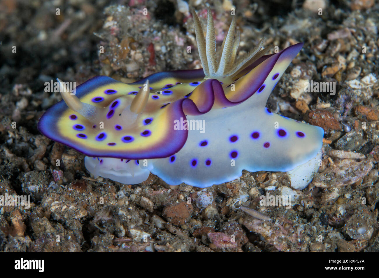 Colorful Chormodoris kunei nudibranch on sea floor. Lembeh Straits, Indonesia. Stock Photo