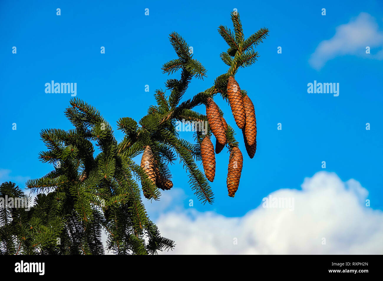 Brown fir cones on green Norway Spruce, Tarascon sur Ariege, Ariege, French Pyrenees, Pyrenees, France, EU Stock Photo