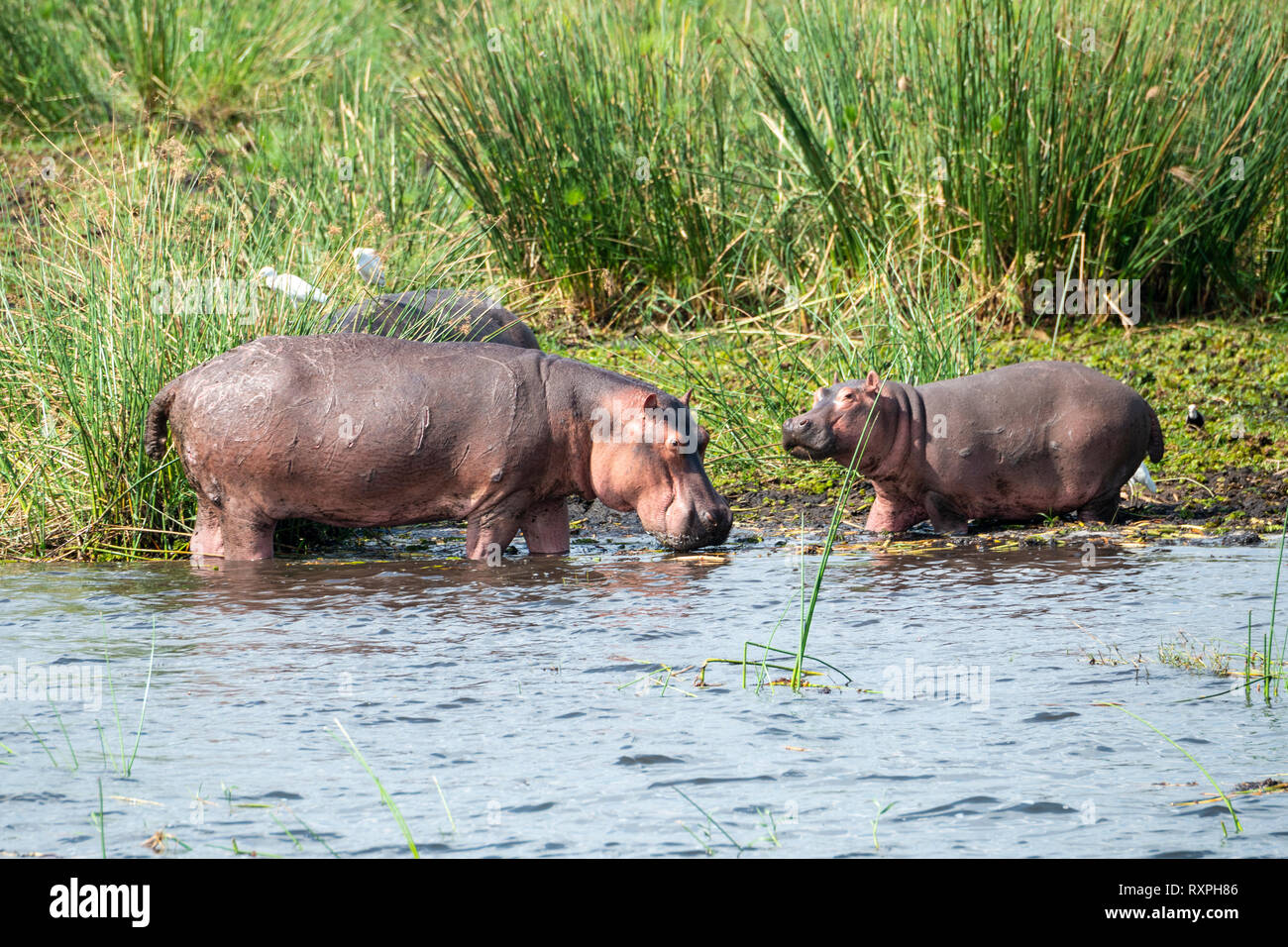 Female with young hippopotamus (Hippopotamus amphibius) on edge of Victoria Nile river in Murchison Falls National Park, Northern Uganda, East Africa Stock Photo