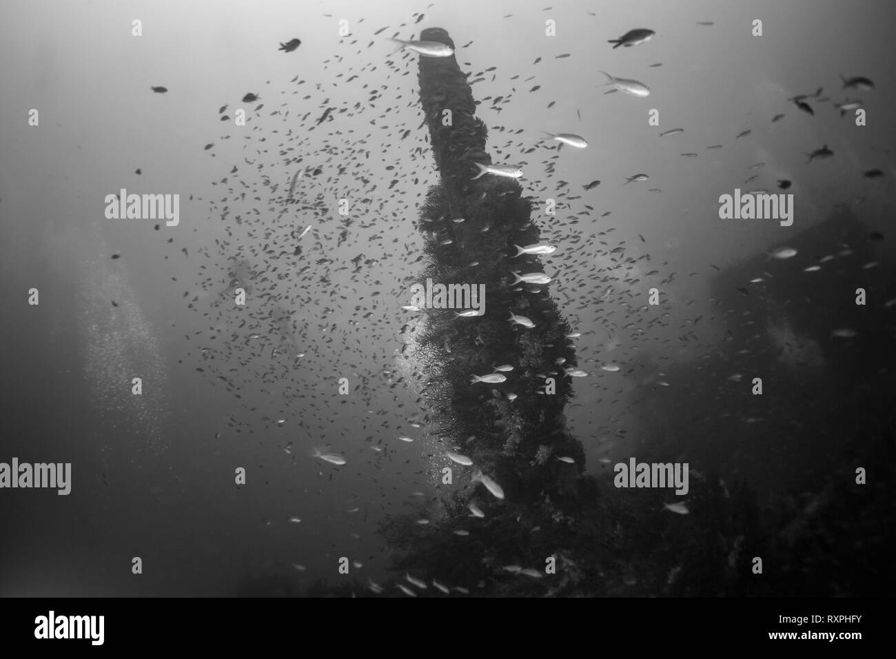 Donator (Prosper Schiaffino) wreck dive of mediterranean sea. Donator was built in 1931 in Norway. It measured 78 m of length for 12 m of wide. Stock Photo