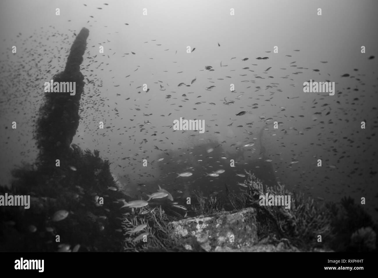 Donator (Prosper Schiaffino) wreck dive of mediterranean sea. Donator was built in 1931 in Norway. It measured 78 m of length for 12 m of wide. Stock Photo