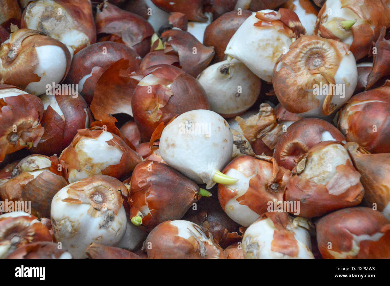 Dutch tulip bulbs hires stock photography and images Alamy
