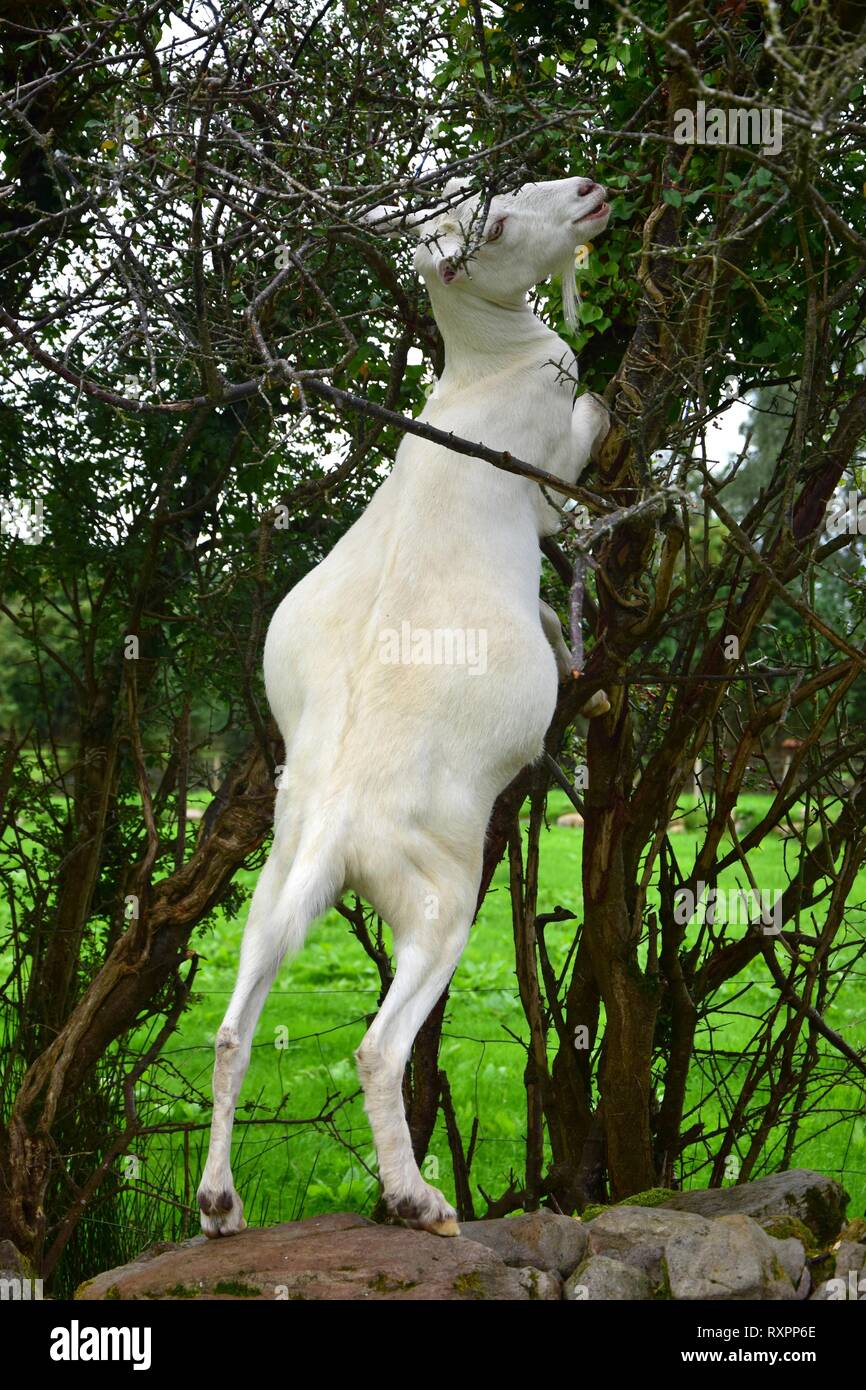 A white goat standing on its hindlegs in a bush and nibbling on branches. Ireland. Stock Photo