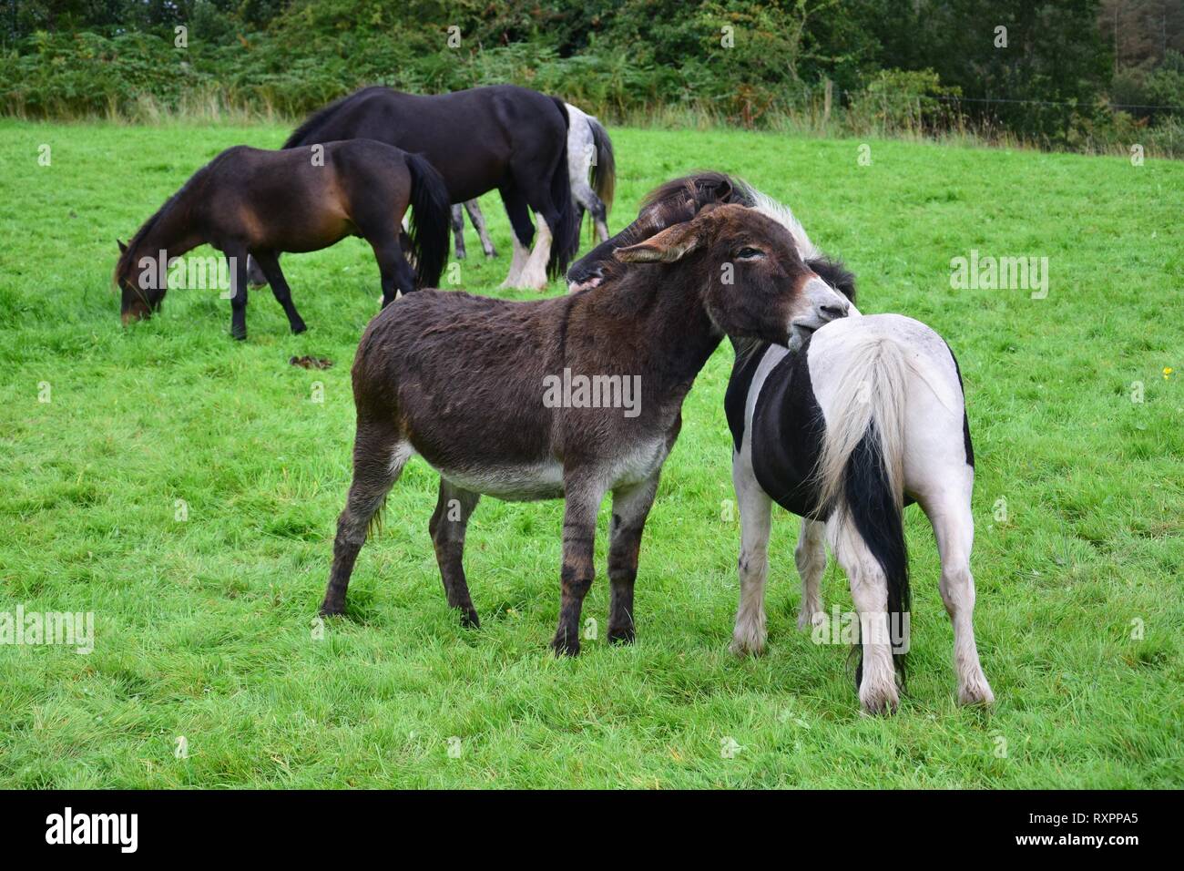 A brown donkey and a piebald Shetlandpony grooming each other on a meadow in Ireland. Stock Photo
