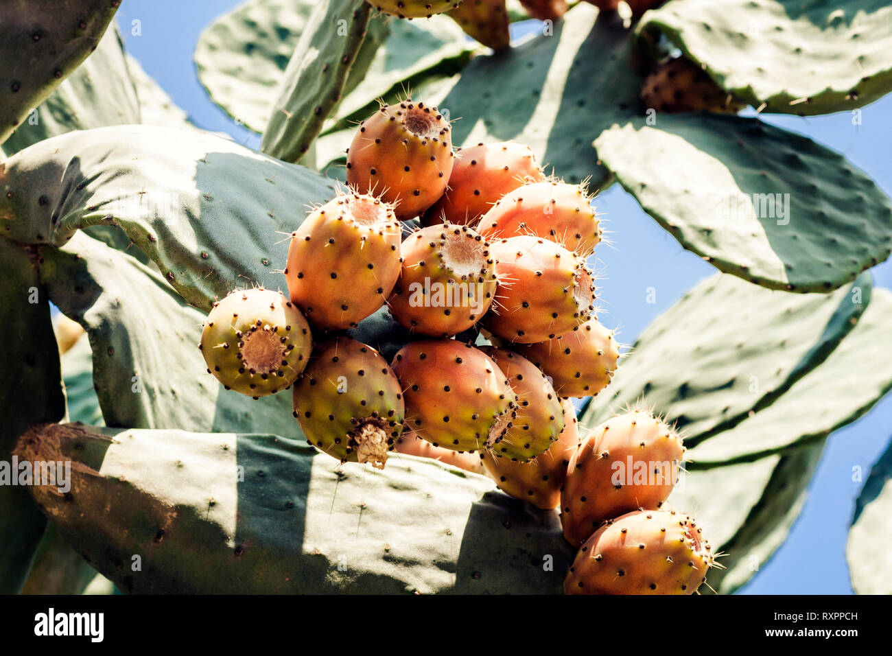 Fruits of Prickly pear cactus with fruits also known as Opuntia, ficus-indica, Indian fig opuntia in the seacoast of Taormina, Sicily, Italy Stock Photo