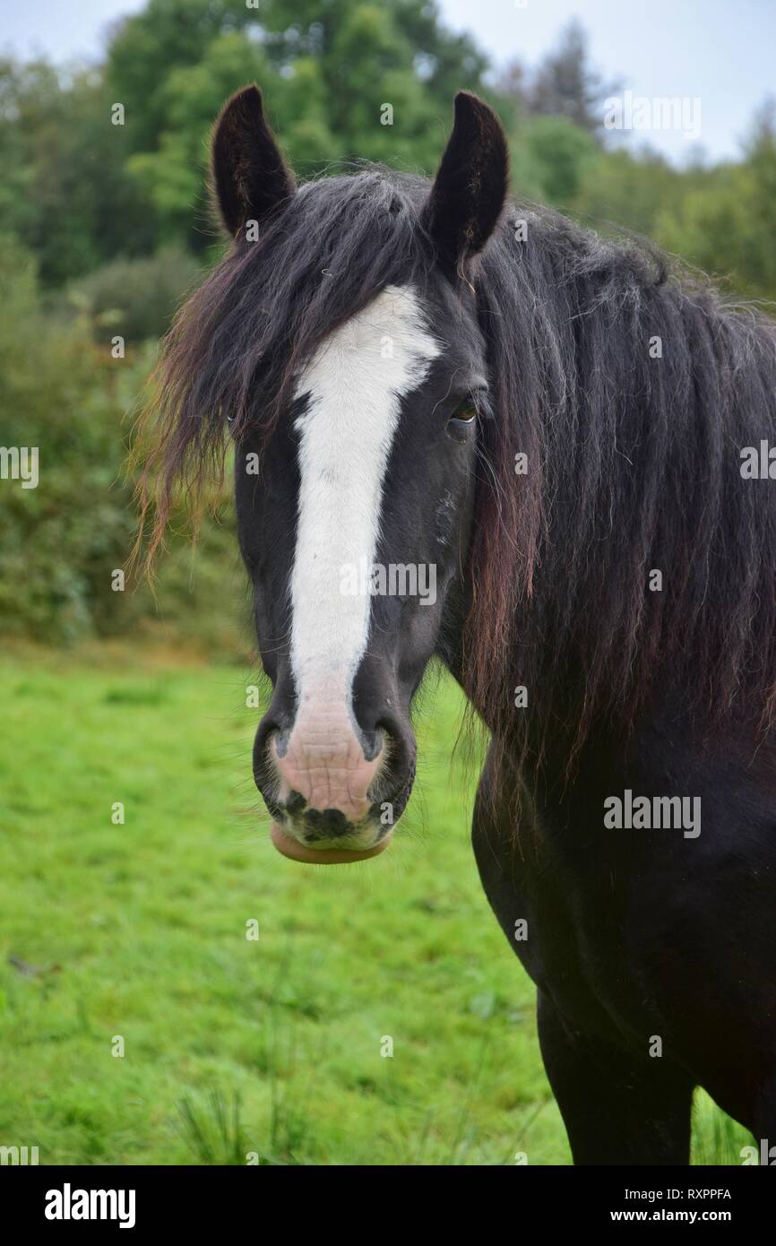 Portrait of a beautiful black horse with a blaze and a long mane. Ireland. Stock Photo
