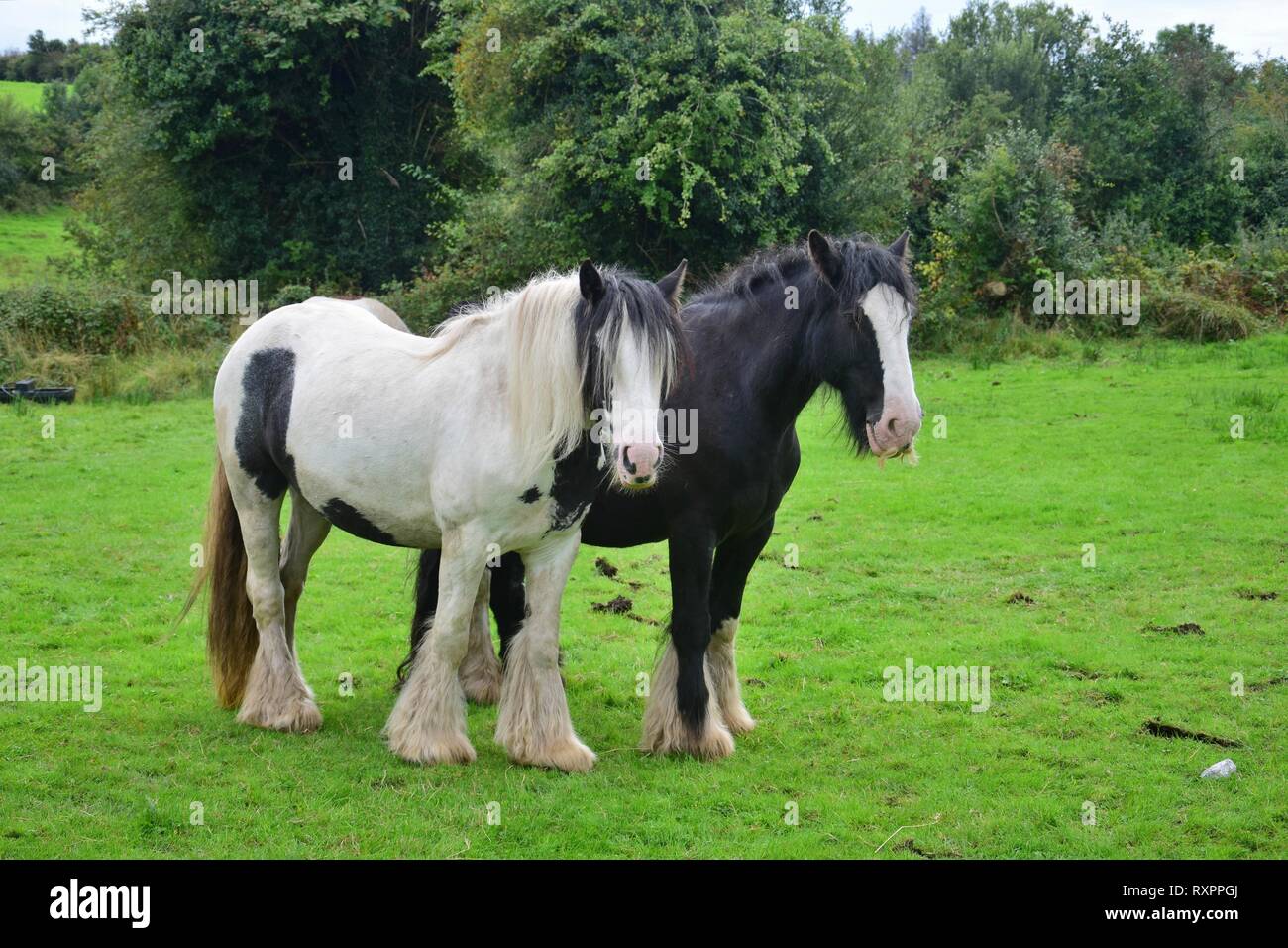 Two Tinker horses in Ireland, one black with a blaze and one piebald white-black. The black one has a little beard. Stock Photo