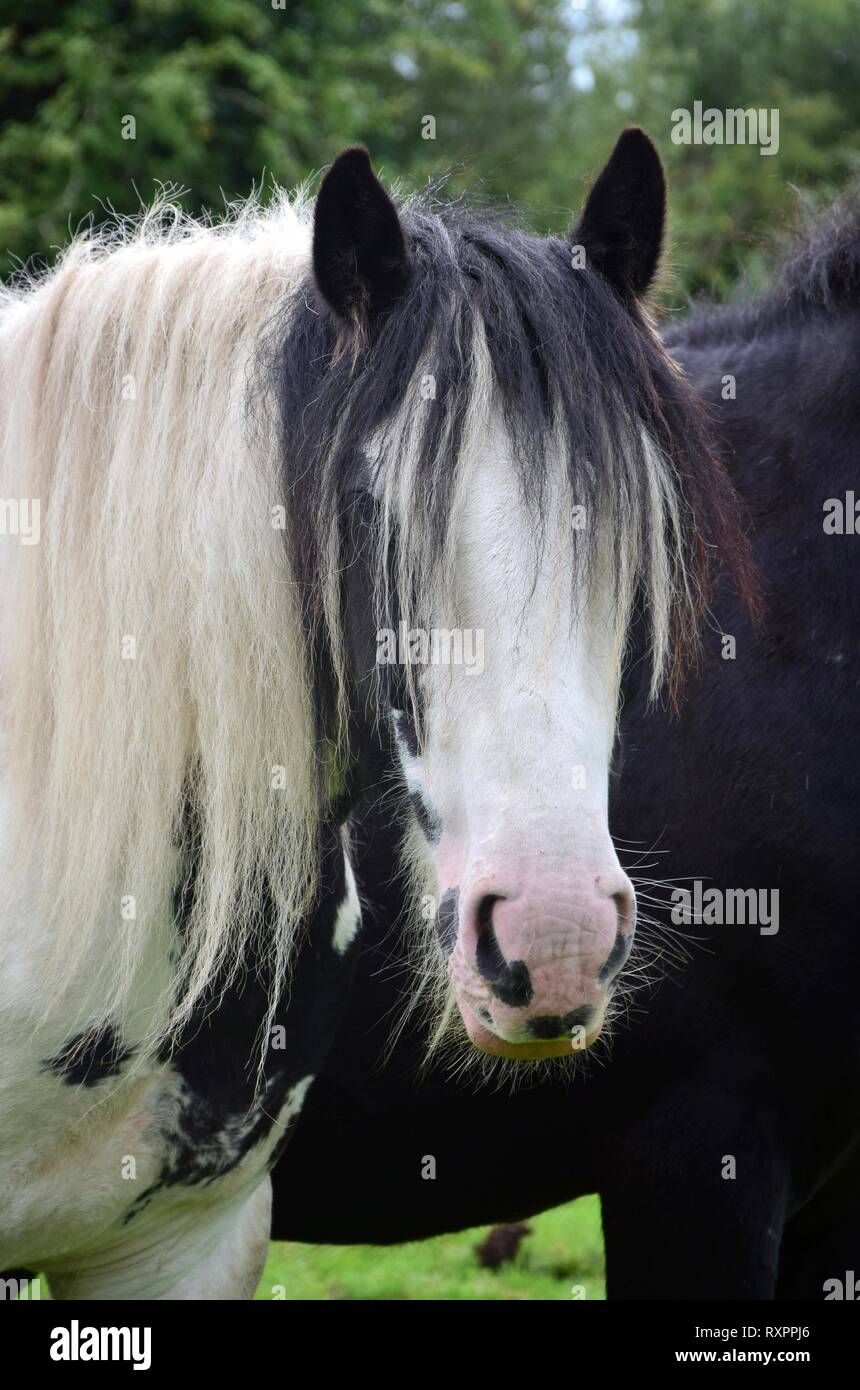 Portrait of a skewbald Tinker horse, white and black, with a long mane. Ireland. Stock Photo