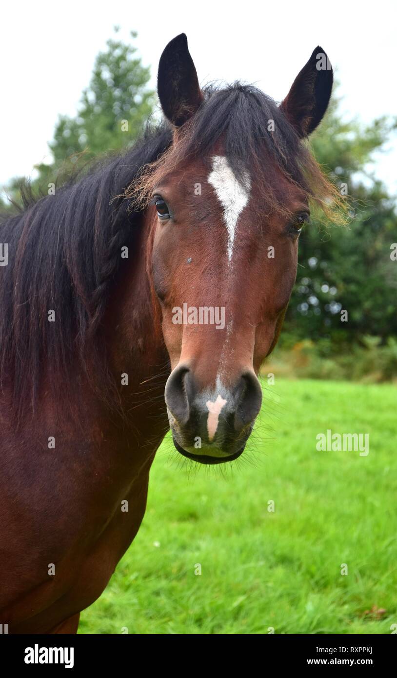 Portrait of a bay horse with white markings in Ireland. Stock Photo