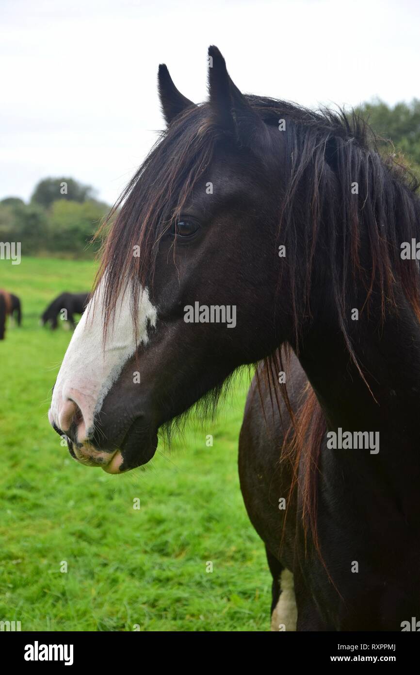 Portrait of a beautiful black horse with a white blaze and a long mane. Ireland. Stock Photo