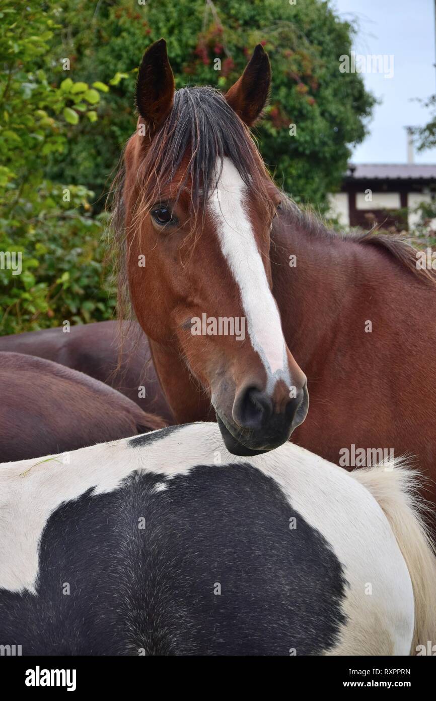 Portrait of a beautiful bay horse with a blaze, looking over another horse. Ireland. Stock Photo