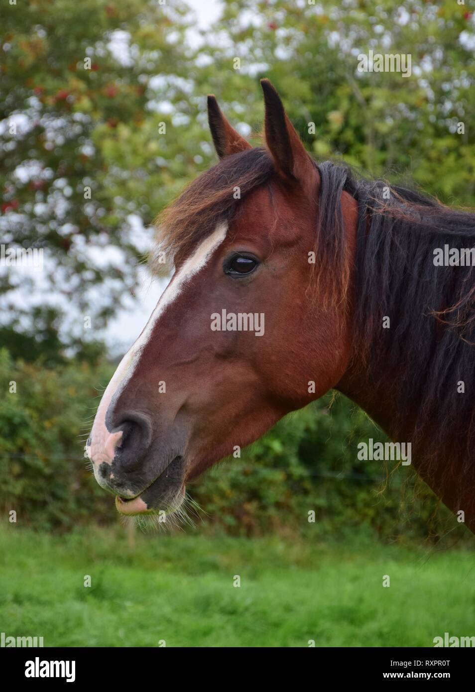 Portrait of a horse in Ireland. The horse is relaxed and has its lower lip a bit hanging. Stock Photo