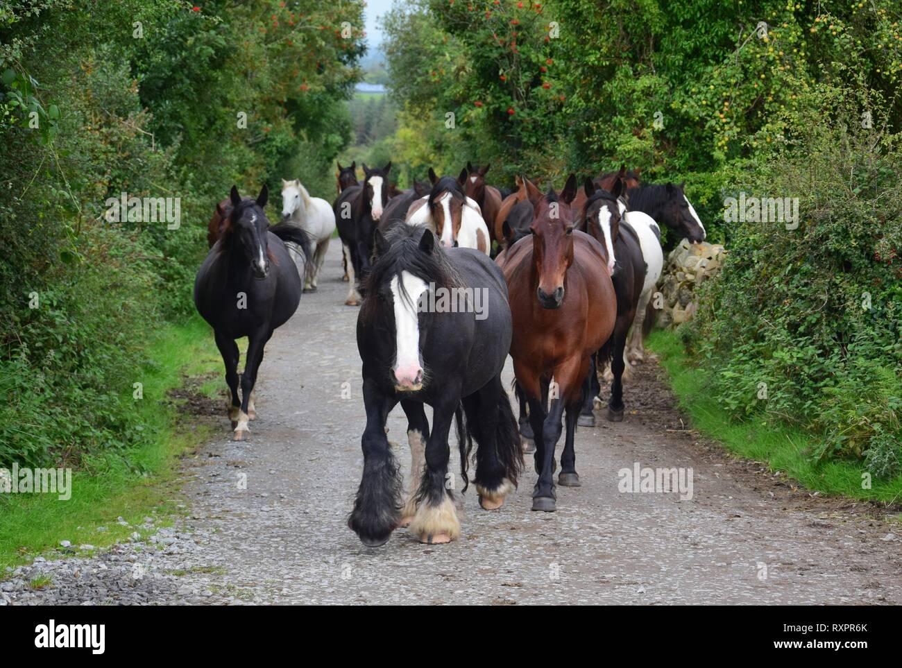 A group of horses of different races and colors going back to their stable. The horses go a a pathway, on both sides are bushes and trees. A black tin Stock Photo