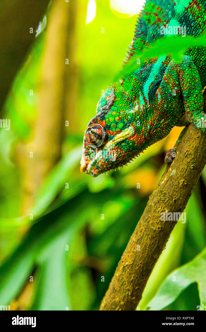 Multicolored exotic cameleon on the branch in the rainforest  Stock Photo