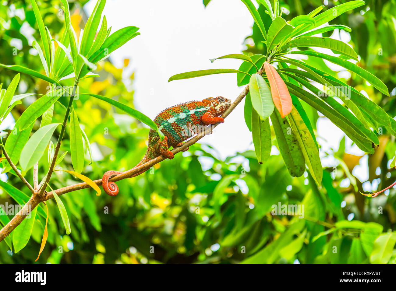 Multicolored exotic cameleon on the branch in the rainforest  Stock Photo