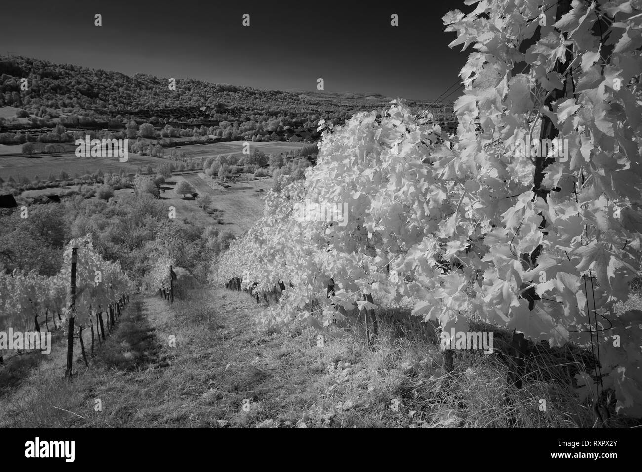 Vineyard vines in a infrared black and white landscape photography Stock Photo