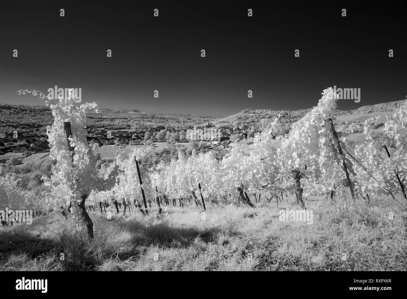 Vineyard and vines with infrared black and white special effect Stock Photo