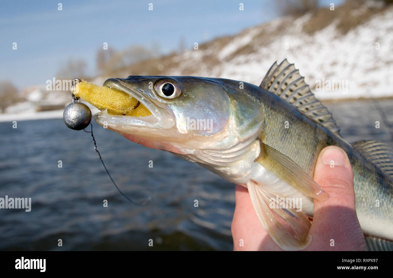 Pike-perch with lure in teeth Stock Photo - Alamy