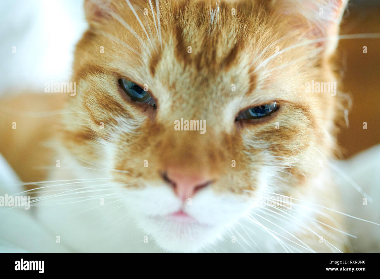 Orange and white domestic cat is watching you. Stock Photo