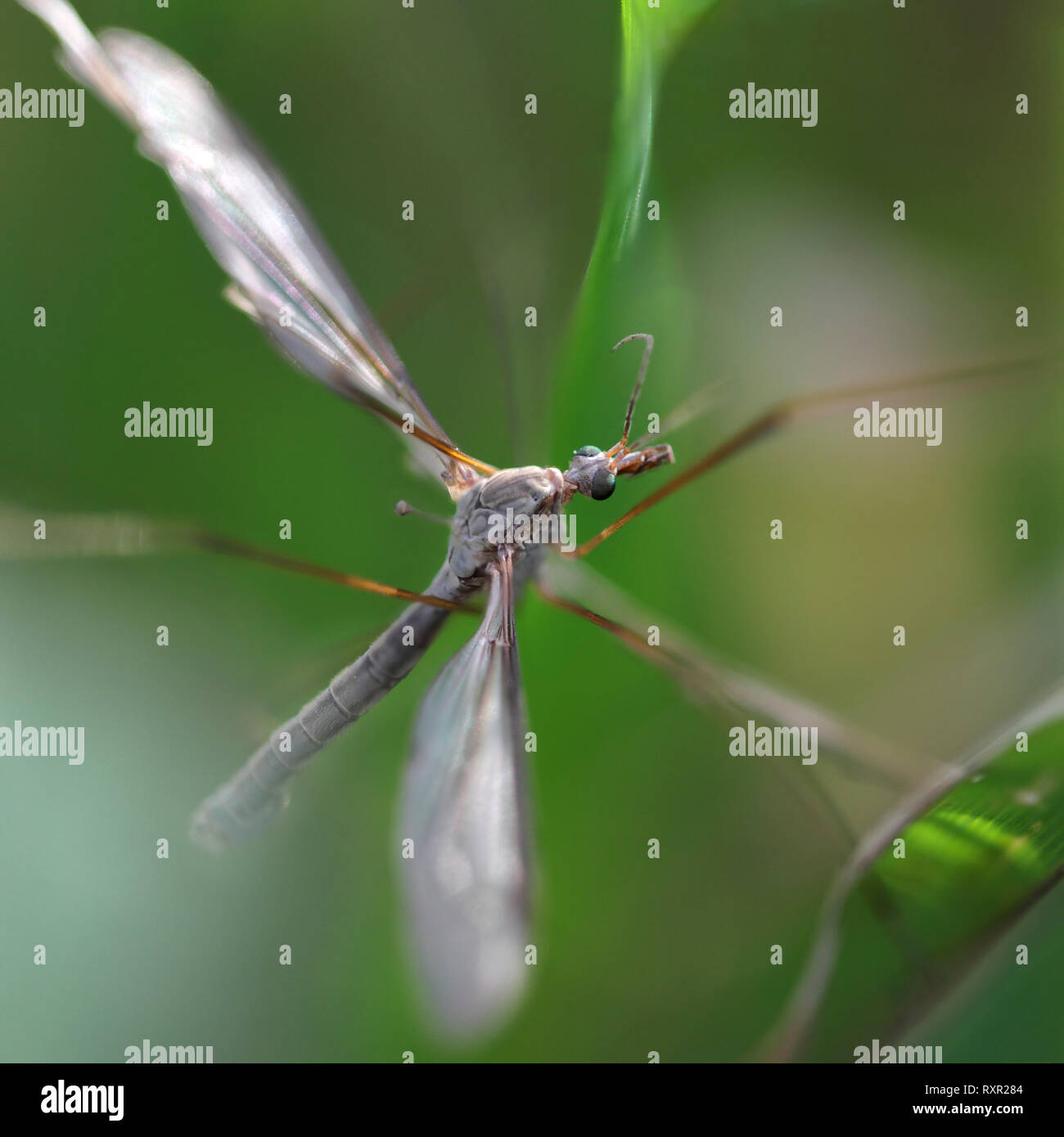 Hidden mosquito in an European meadow Stock Photo