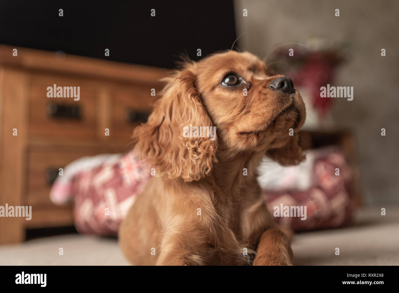Ruby Cavalier High Resolution Stock Photography and Images - Alamy