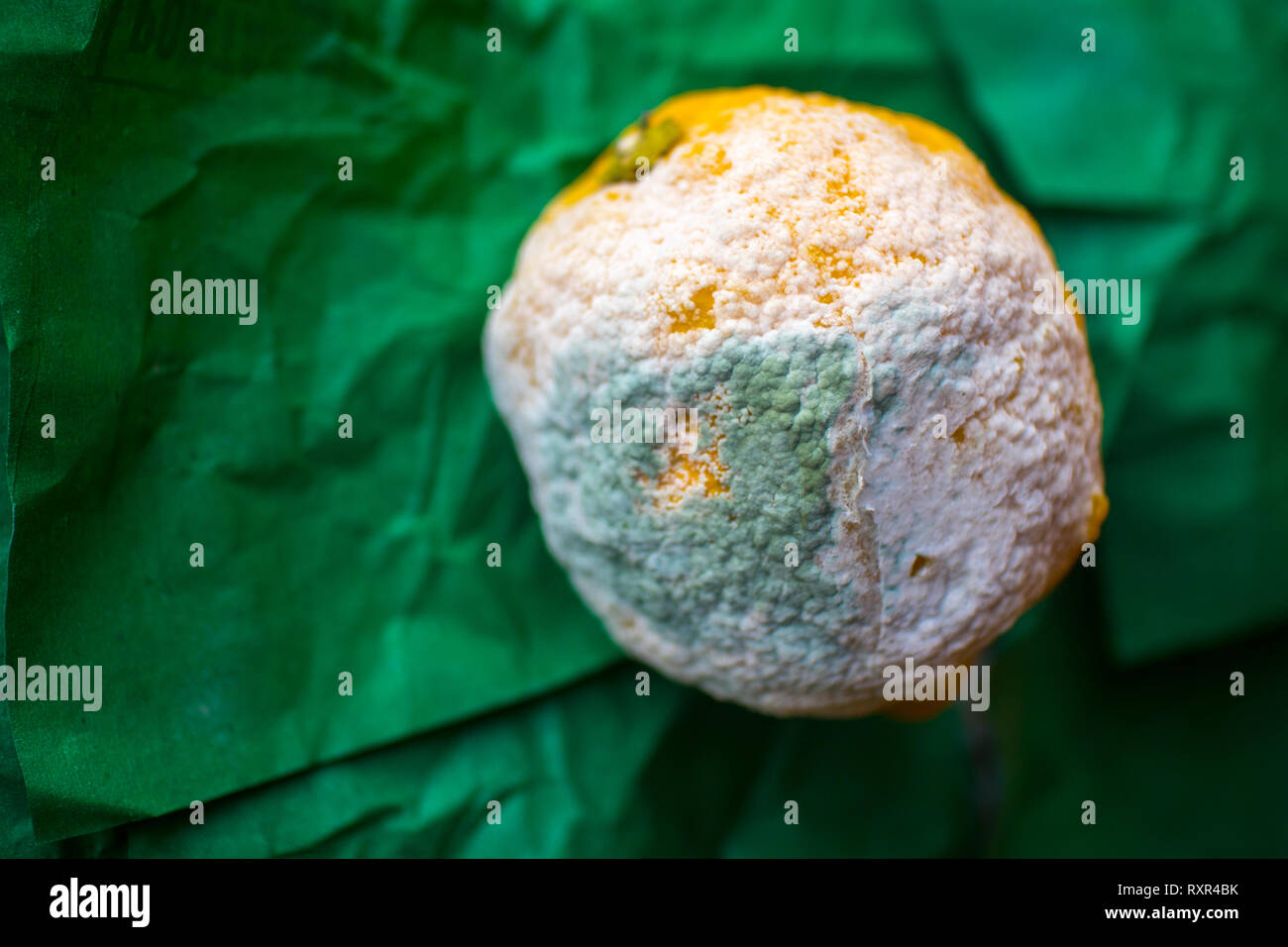 isolated, rotten, decayed, rotten lemon on a green drape Stock Photo