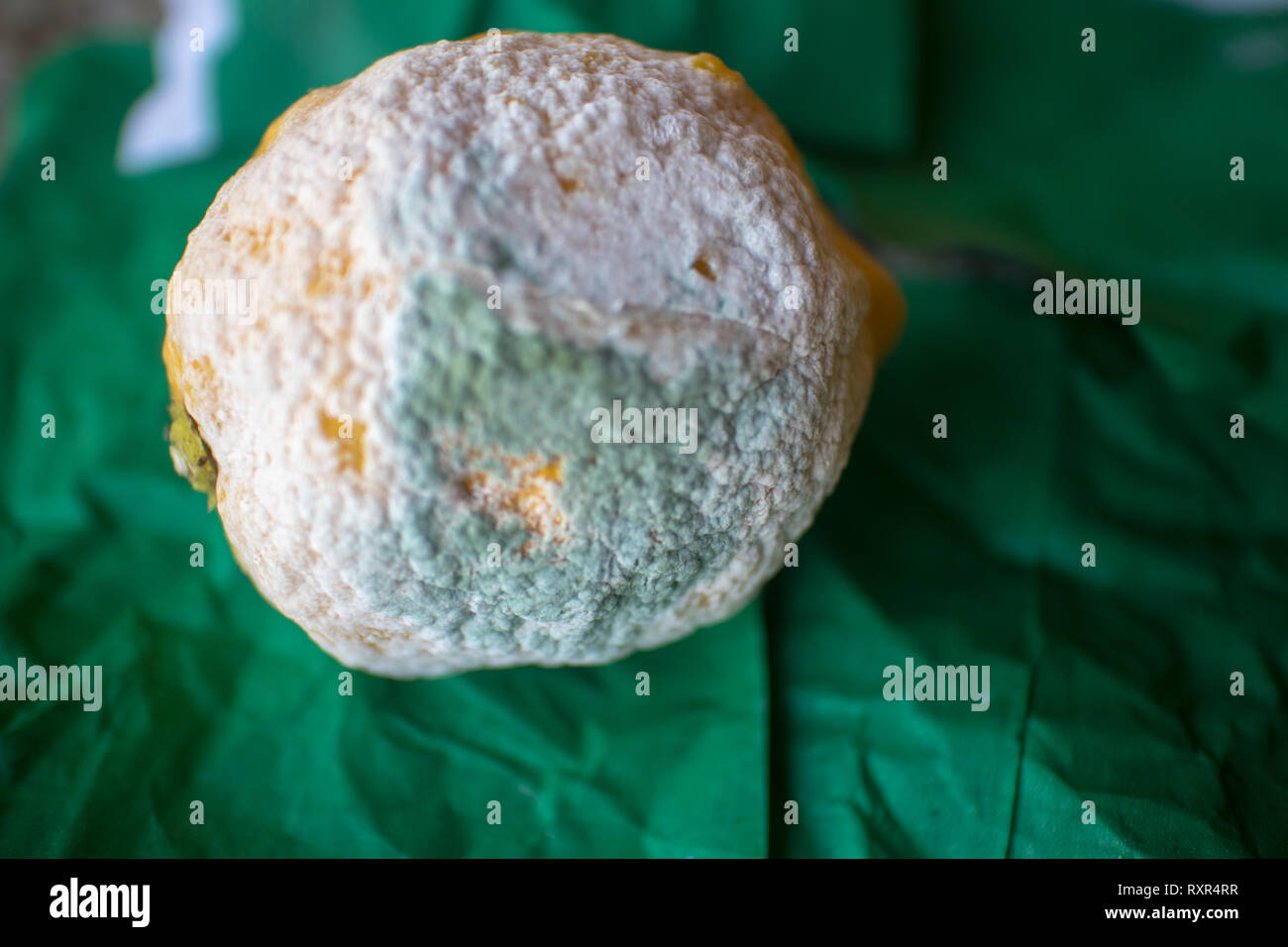 isolated, rotten, decayed, rotten lemon on a green drape Stock Photo