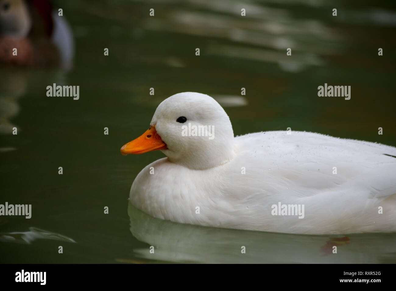 white cute duck Stock Photo