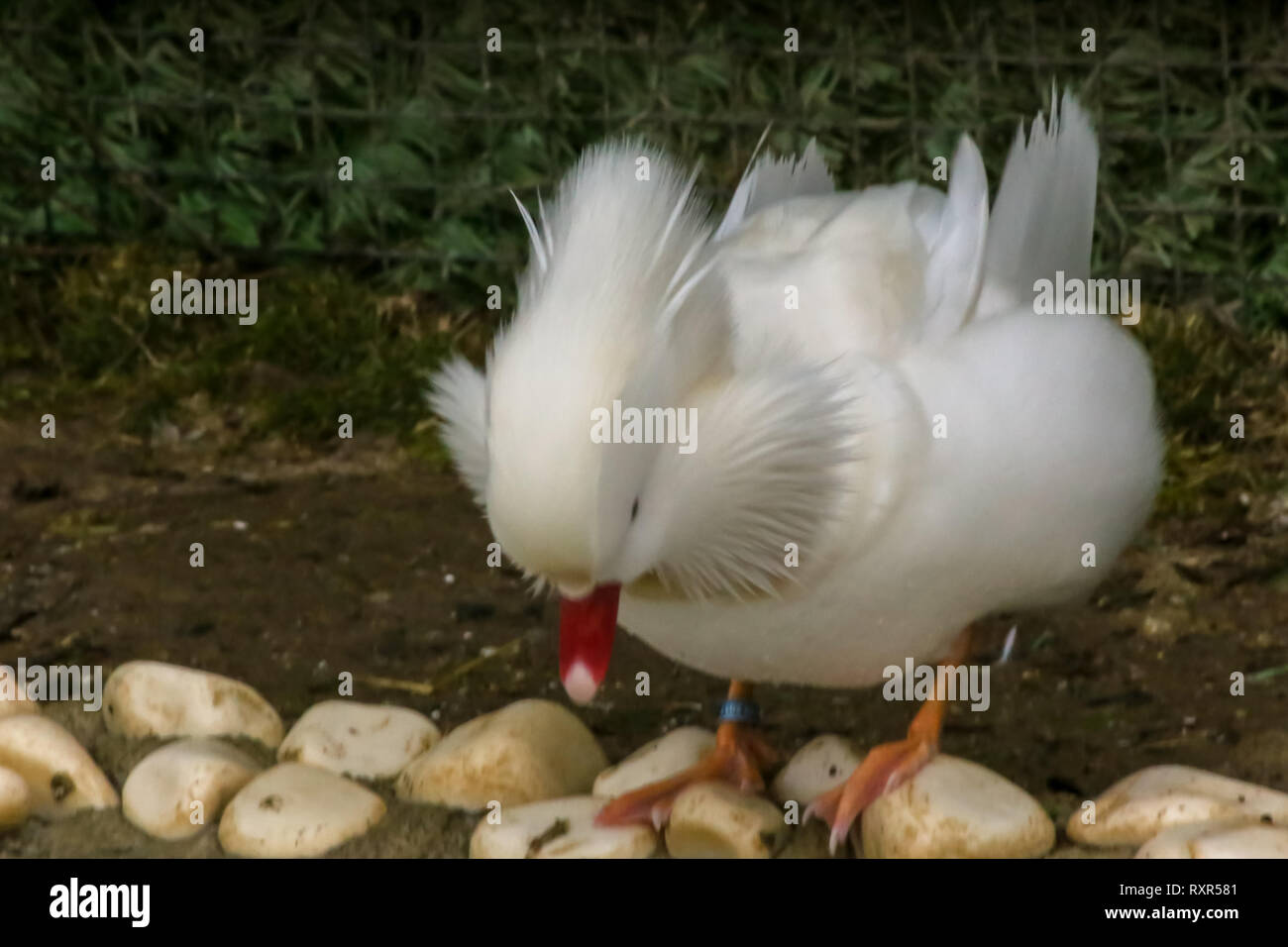 white mandarin duck Stock Photo Alamy