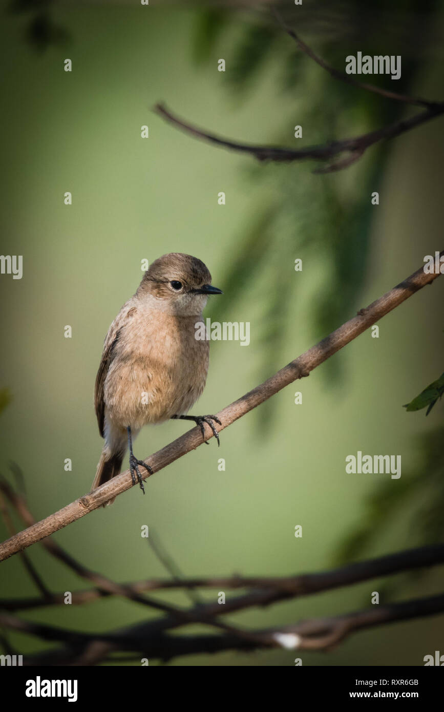 Female pied bush chat perched Stock Photo