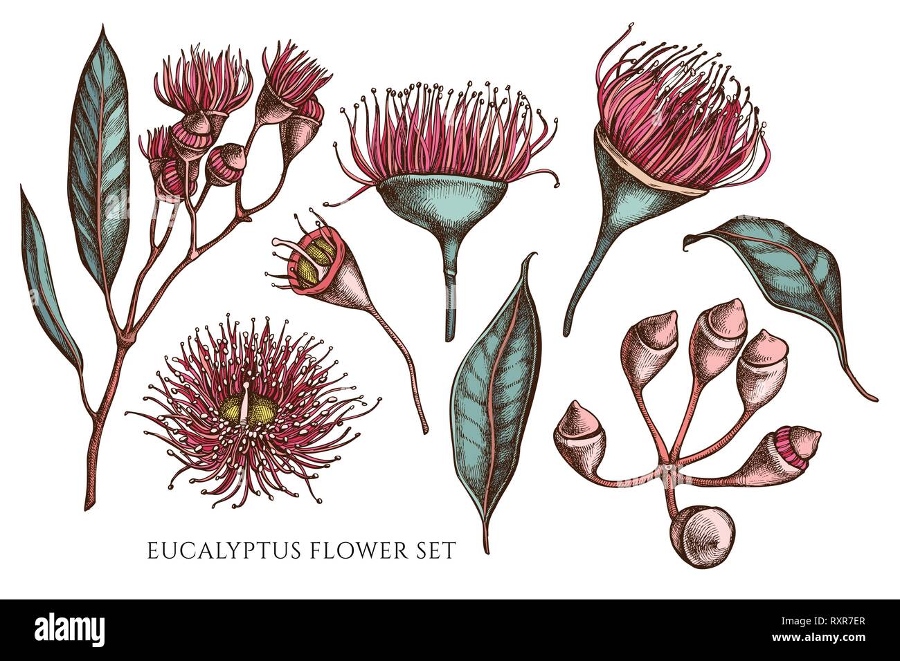 Vector collection of hand drawn colored  eucalyptus flower stock illustration Stock Vector
