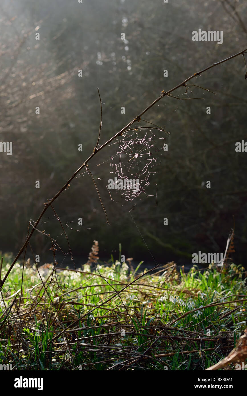 Winter sun shining on a cobweb in woodland. Stock Photo