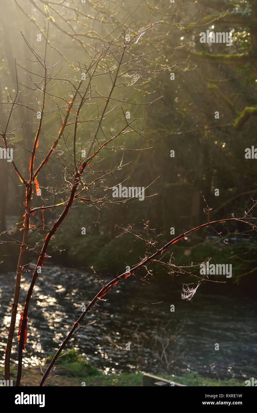 Winter sun shining through woodland. Stock Photo