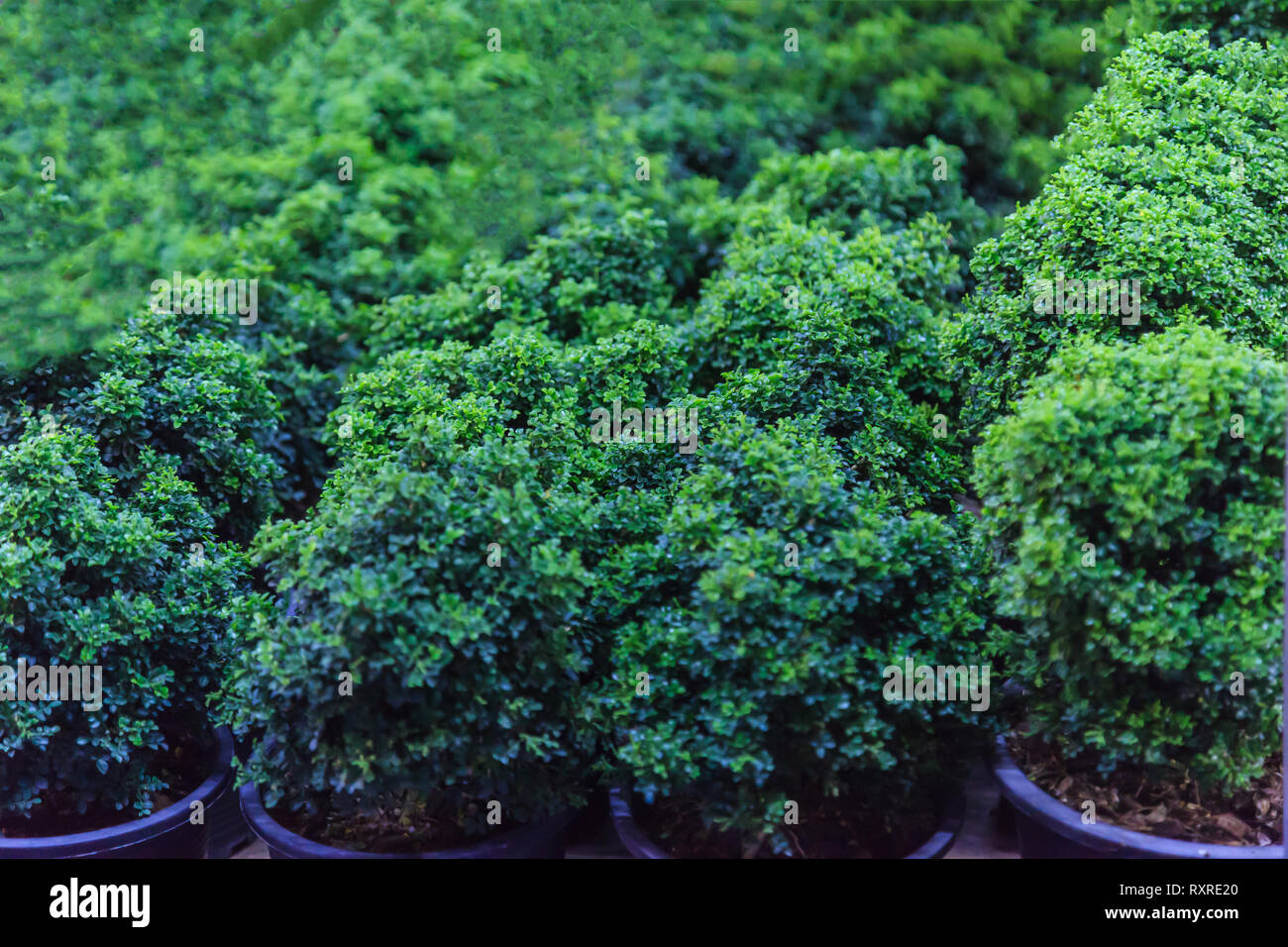 Young Green Dwarf Bonsai Trees And Shrubs In Pots For Ornamental Garden Gardening Houseplant Exterior Decoration Landscaping Natural Background Stock Photo Alamy