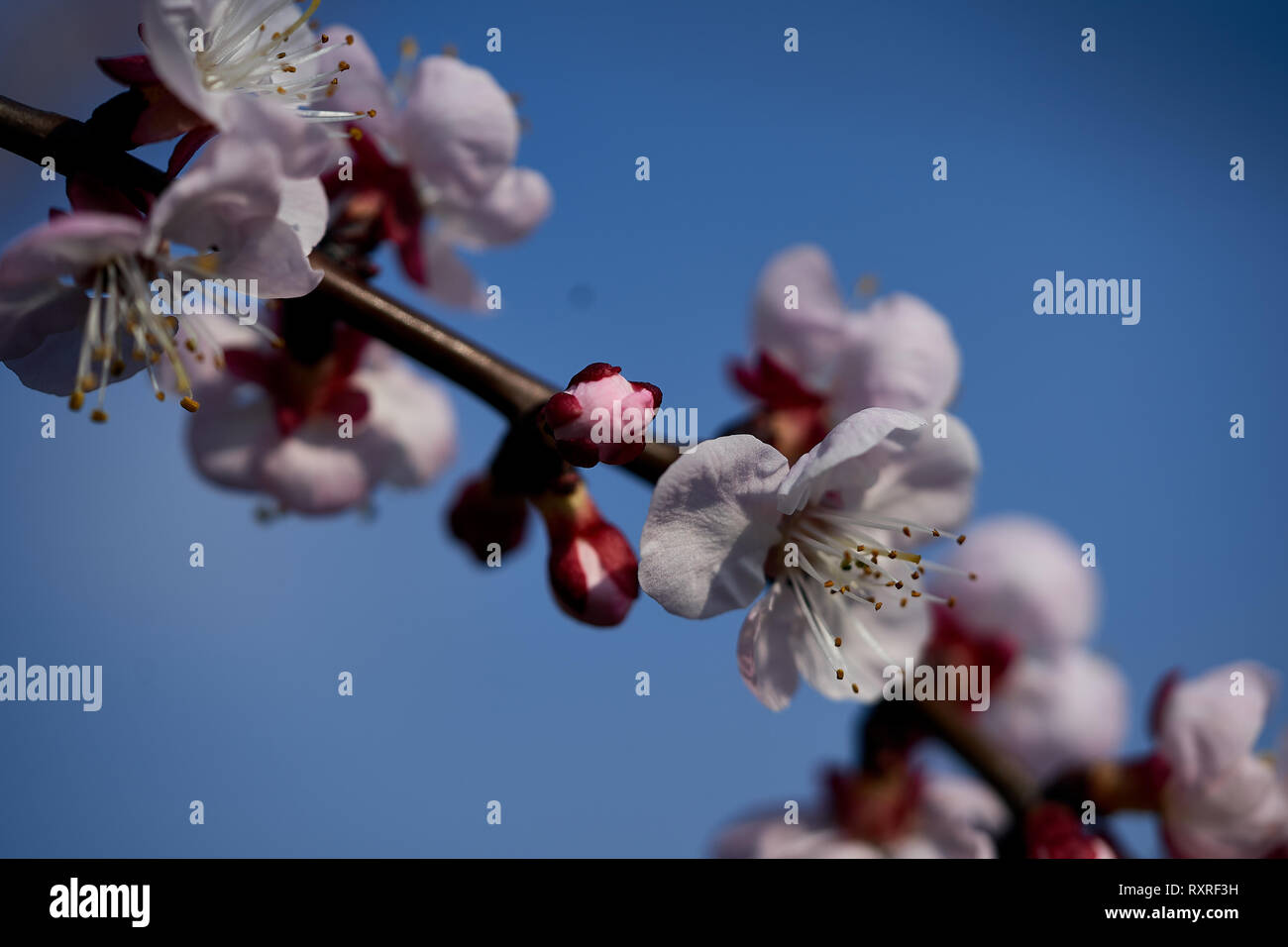 Some apricot flowers Stock Photo - Alamy