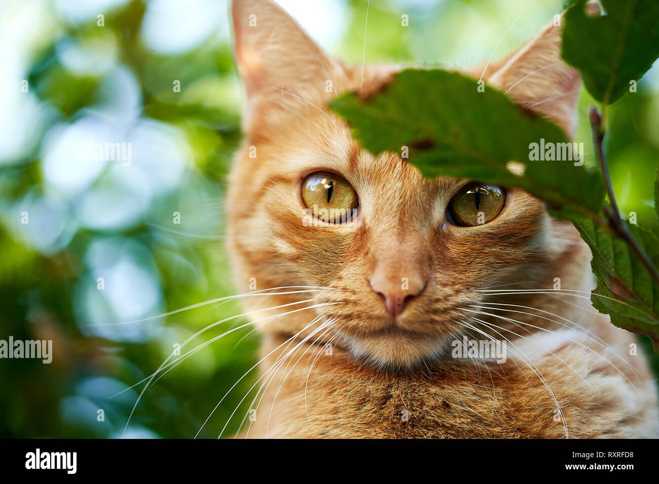 A domestic cat in the garden Stock Photo