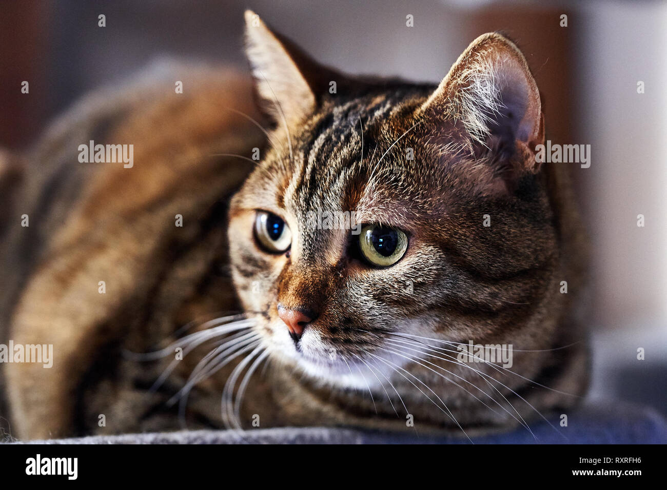 Close up of a domestic cat Stock Photo