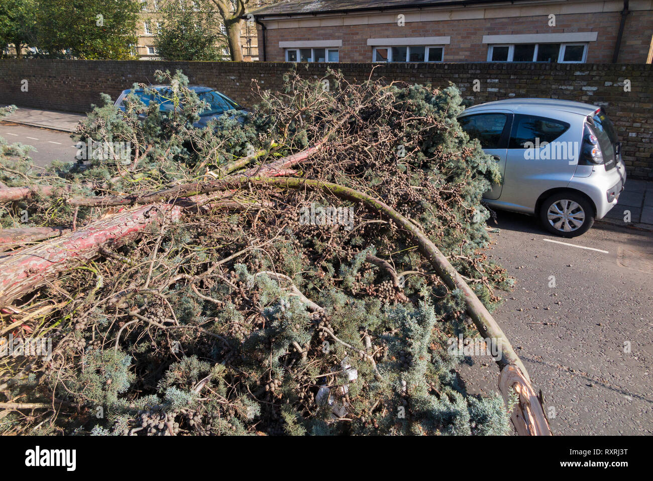 Pine tree blown over hires stock photography and images Alamy