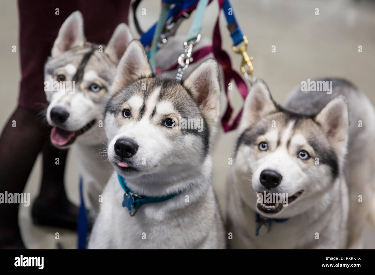 Seattle, USA. 09th Mar, 2019. A family of Huskies at the 2019 Seattle Kennel Club Dog Show. Approximately 160 different breeds participate in the annual All-Breed dog show. Credit: Paul Christian Gordon/Alamy Live News Stock Photo