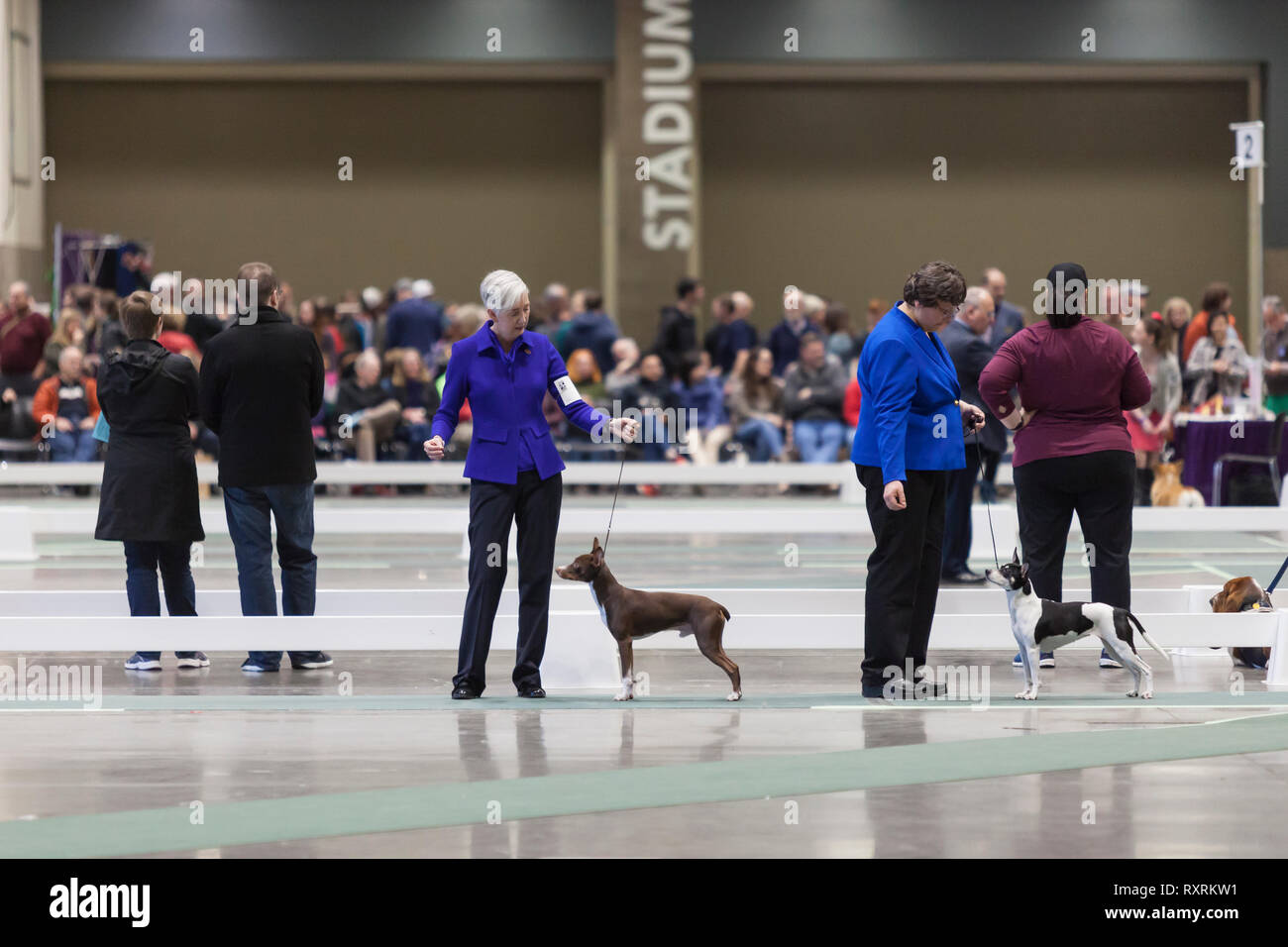 Seattle, USA. 09th Mar, 2019. Miniature Pinschers with their handlers in the ring at the 2019 Seattle Kennel Club Dog Show. Approximately 160 different breeds participate in the annual All-Breed dog show. Credit: Paul Christian Gordon/Alamy Live News Stock Photo