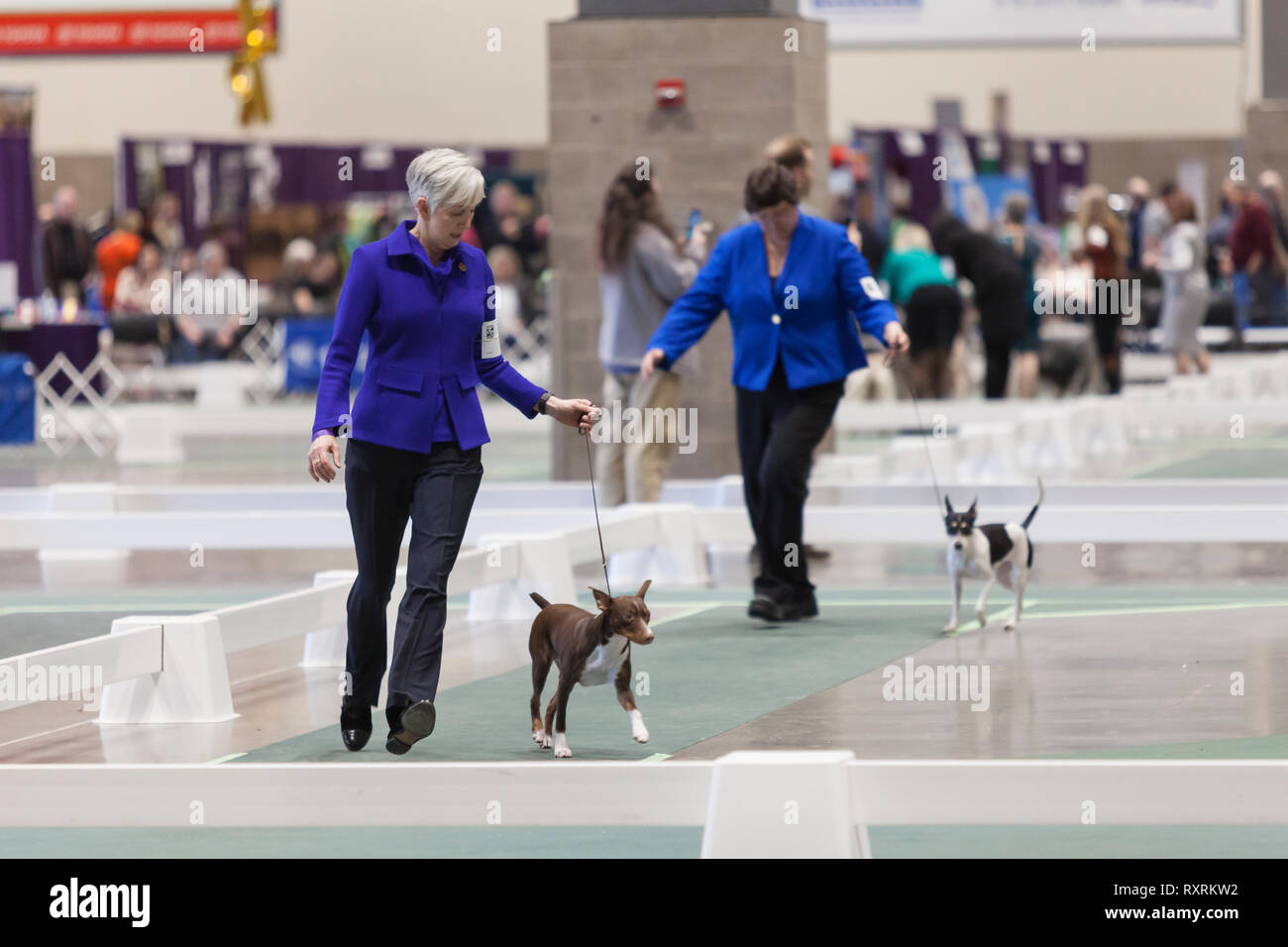 Seattle, USA. 09th Mar, 2019. Miniature Pinschers are walked in the ring at the 2019 Seattle Kennel Club Dog Show. Approximately 160 different breeds participate in the annual All-Breed dog show. Credit: Paul Christian Gordon/Alamy Live News Stock Photo