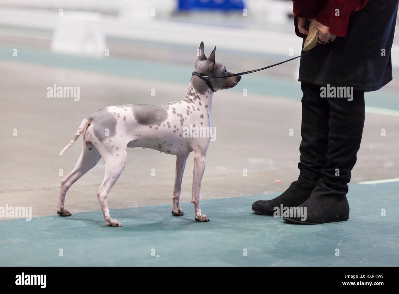 Seattle, USA. 09th Mar, 2019. A Xoloitzcuintli with their handler in