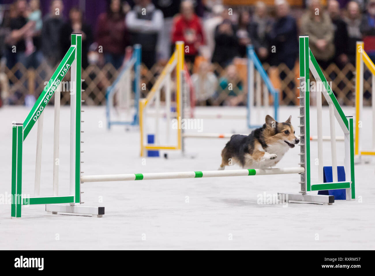 Seattle, USA. 09th Mar, 2019. A Pembroke Welsh Corgi jumps a hurdle in the agility ring at the 2019 Seattle Kennel Club Dog Show. Approximately 160 different breeds participate in the annual All-Breed dog show. Credit: Paul Christian Gordon/Alamy Live News Stock Photo