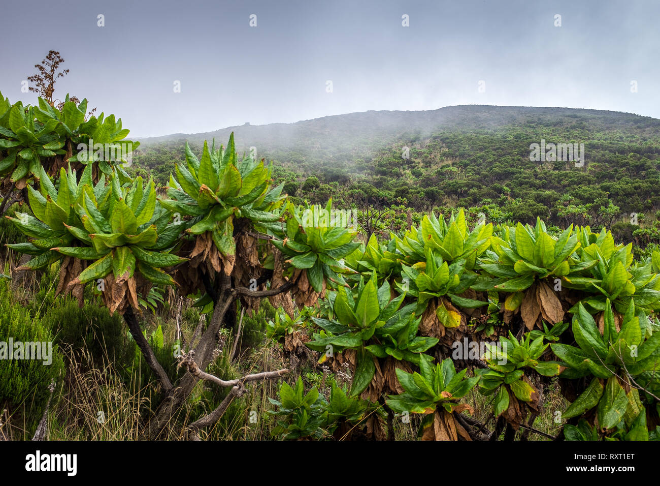 The forested slopes of Mount Nyiragongo in the Democratic Republic of Congo Stock Photo